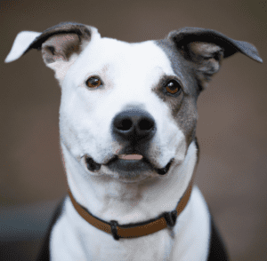 Picture of a Border Collie Pitbull Mix