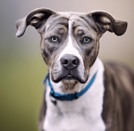 Picture of a Catahoula Pitbull Mix | Pet Dog Owner