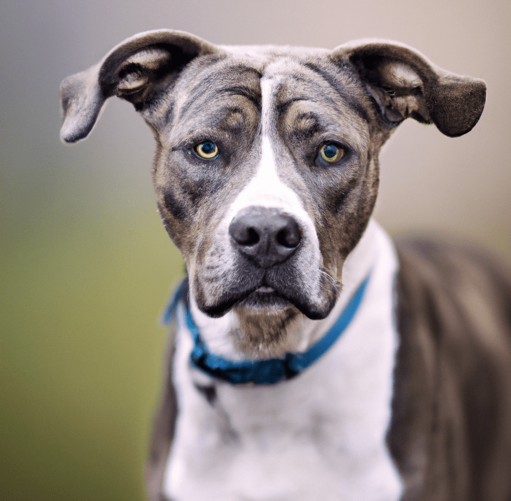 Picture of a Catahoula Pitbull Mix