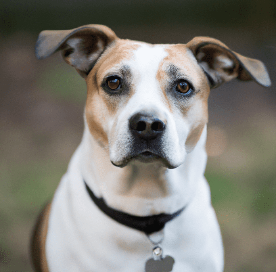 Picture of a Jack Russell Pitbull Mix | Pet Dog Owner