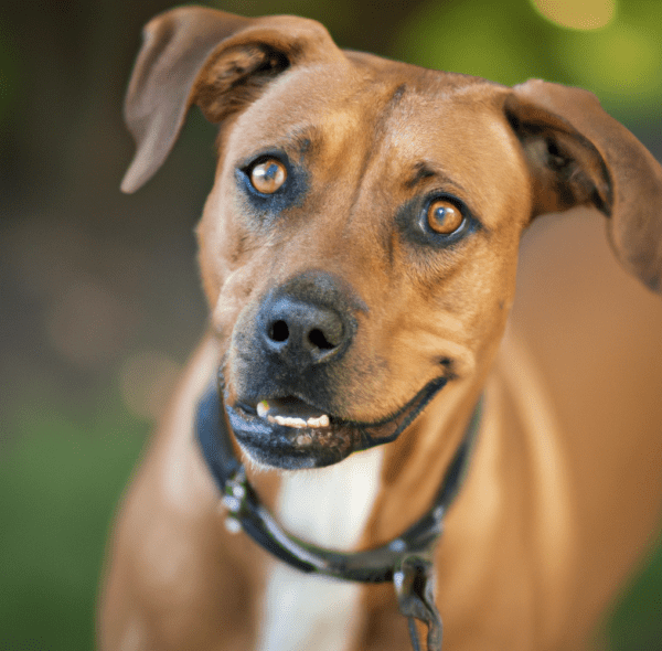 Picture of a Rhodesian Ridgeback Pitbull Mix | Pet Dog Owner