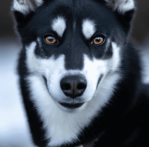 Picture of a black husky