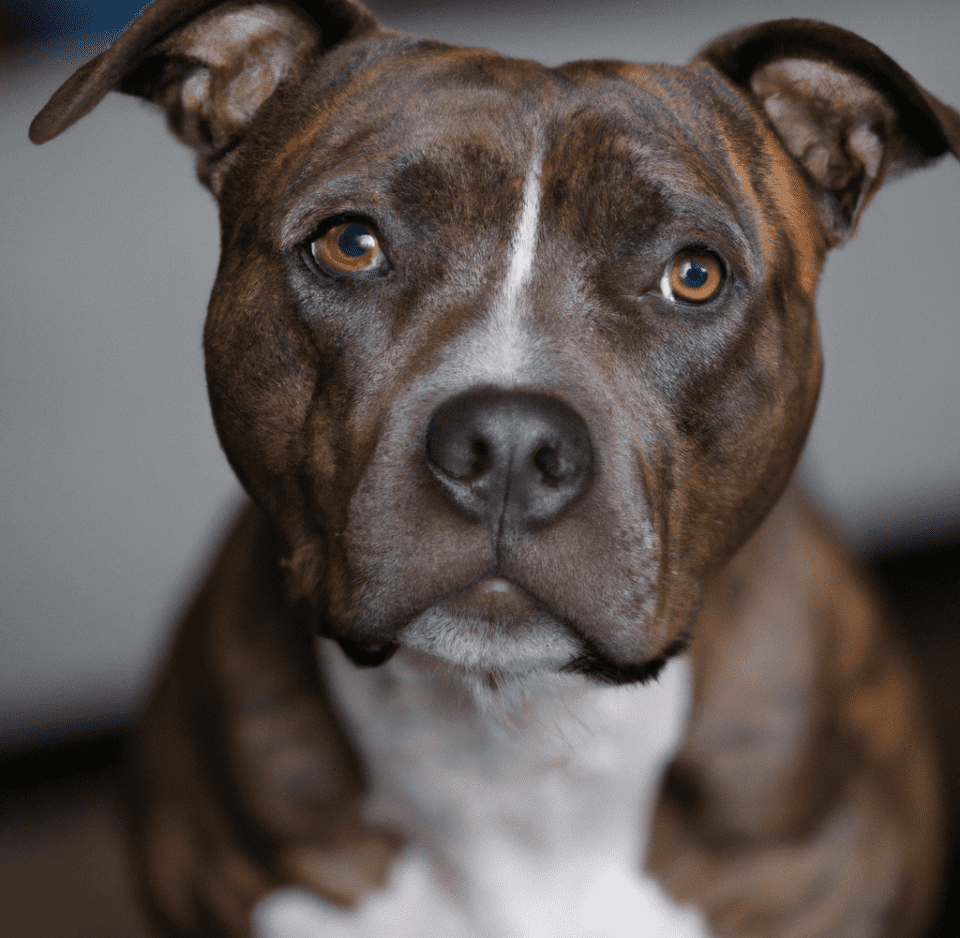 Picture of a brindle Pitbull | Pet Dog Owner