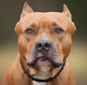 Picture of a red Pitbull