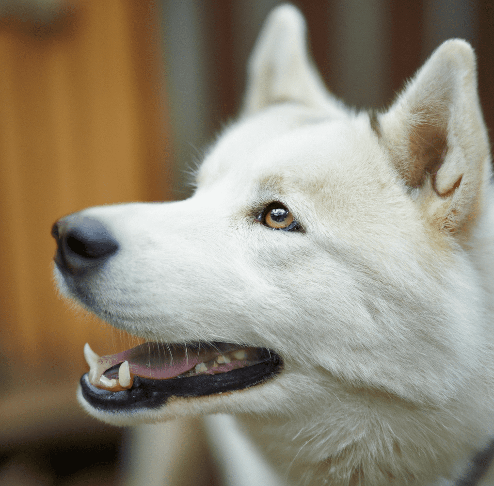 Picture of a white husky