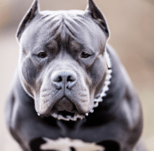 Picture of an American Bully XL