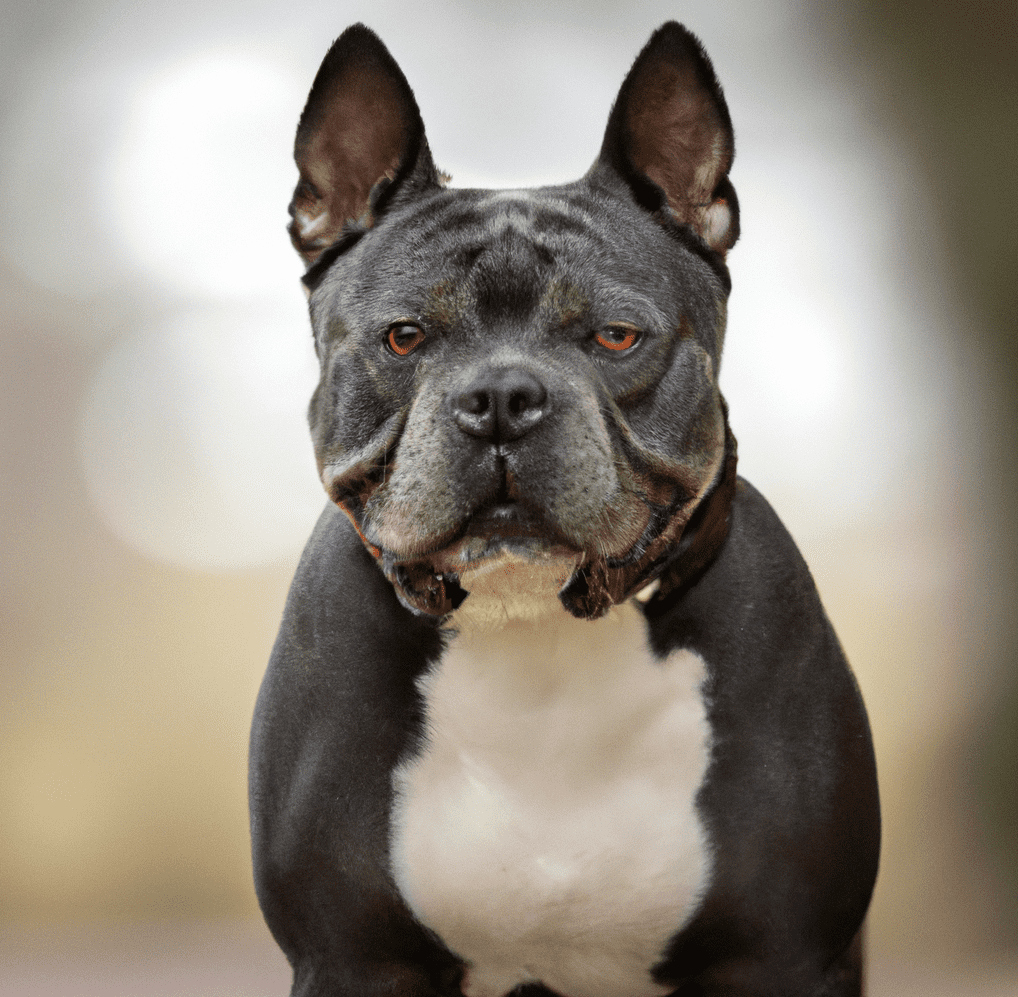 Picture of an Exotic Bully