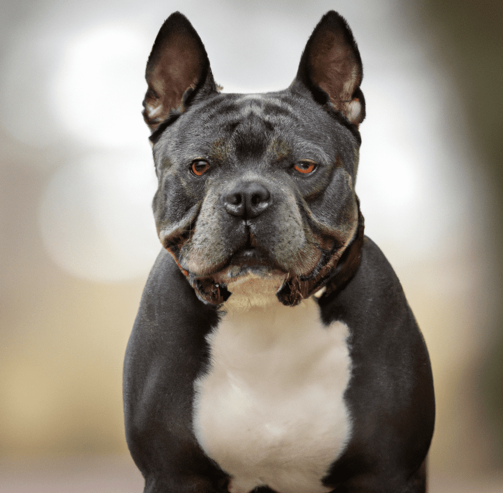 what is the life expectancy of a female pitbull