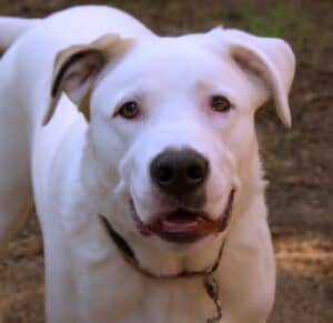 Great Pyrenees Pit Bull Mix