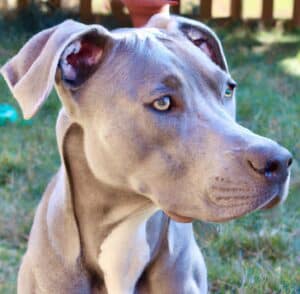 Weimaraner Pit Bull Mix
