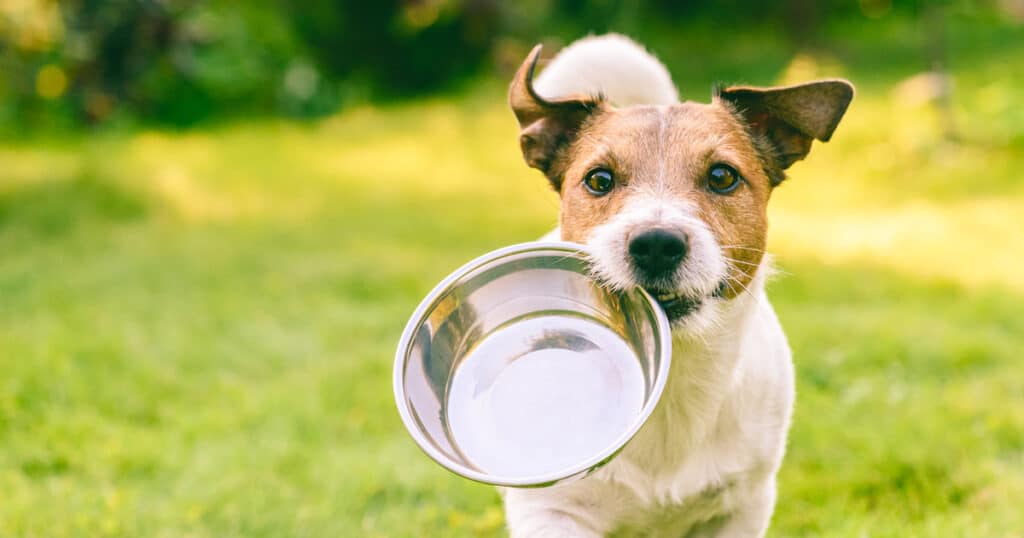 Dog Eating Quinoa Food Bowl