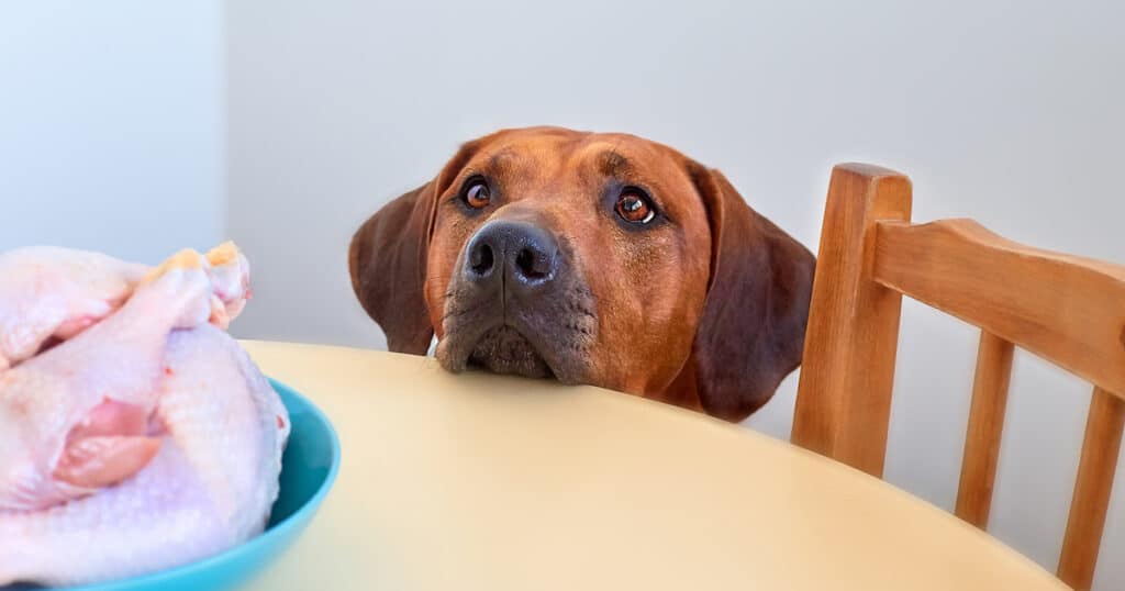 Dogs Eating Chicken Gizzards