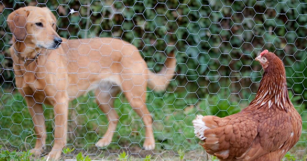 Dogs Looks At Chicken